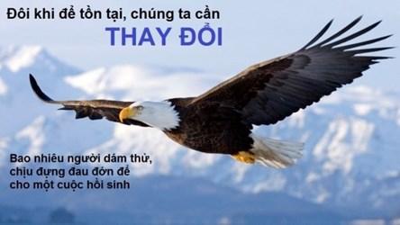 Bài học thành công từ đại bàng
